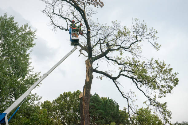 Best Tree Disease Treatment  in Raintree Plantation, MO